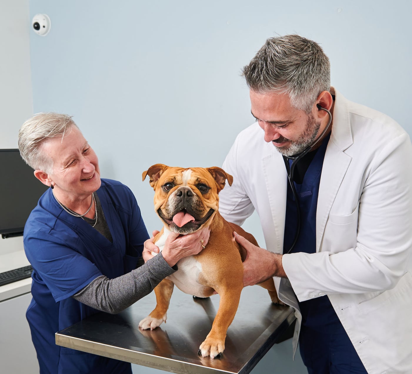 Veterinarian examining a golden retriever on an examination table while client watches